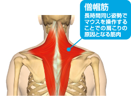 マウス操作に関係する主な筋肉