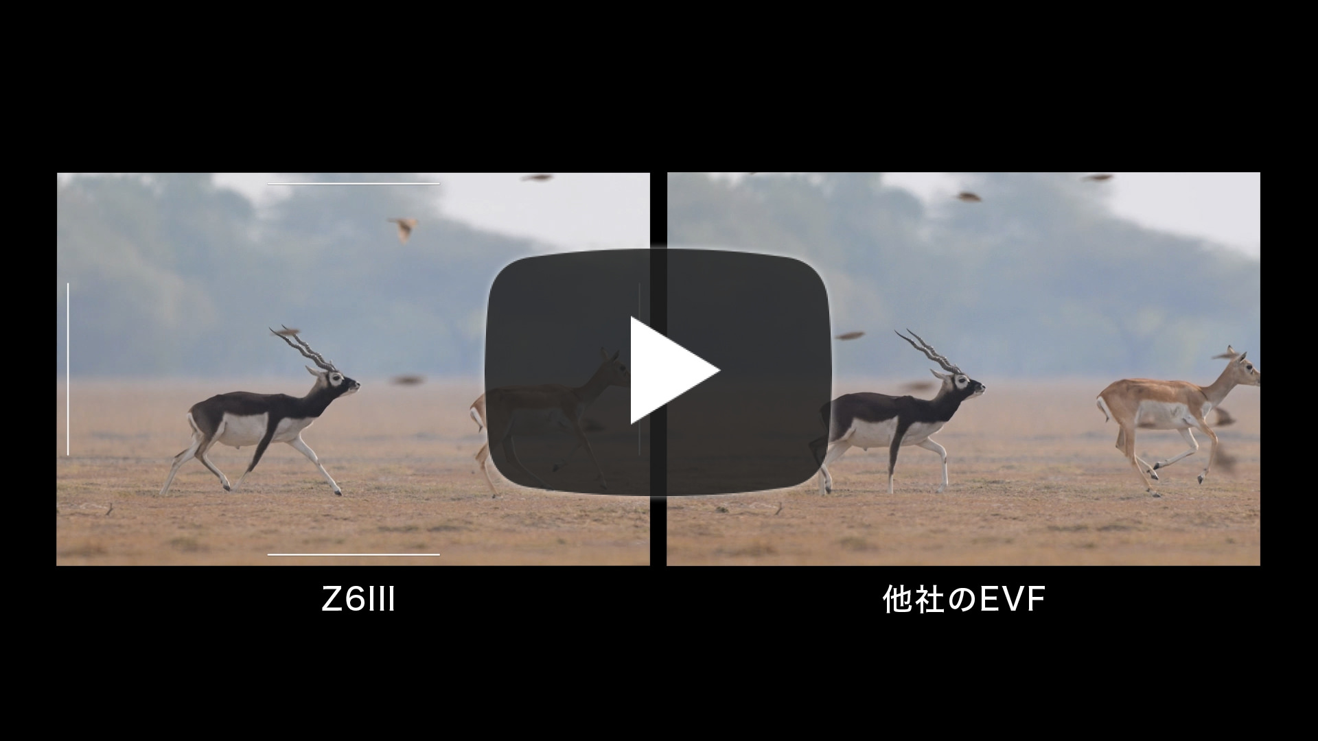 Z6III動画