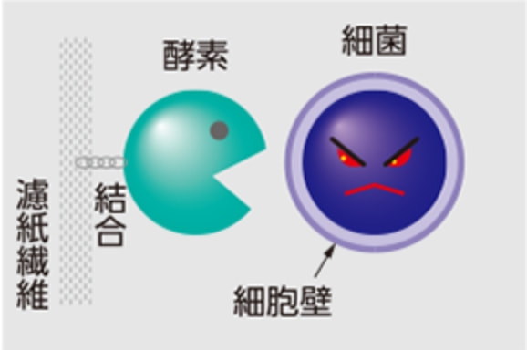 酵素に細菌が近づくと…