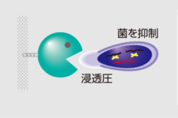 細胞壁が溶けた細菌は浸透圧により抑制します。