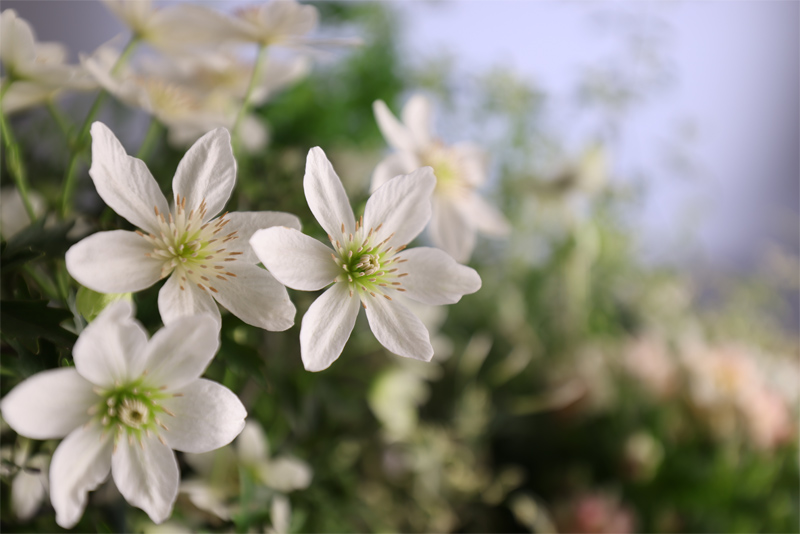 RF14-35mm F4 L IS USM_画像5