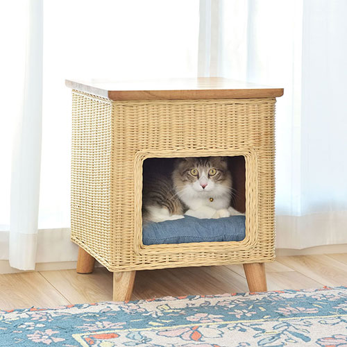 PET-63_画像1
